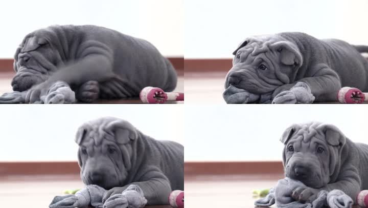 沙皮和一只玩具狗。一块蓝灰色的夏佩小狗伸展布。