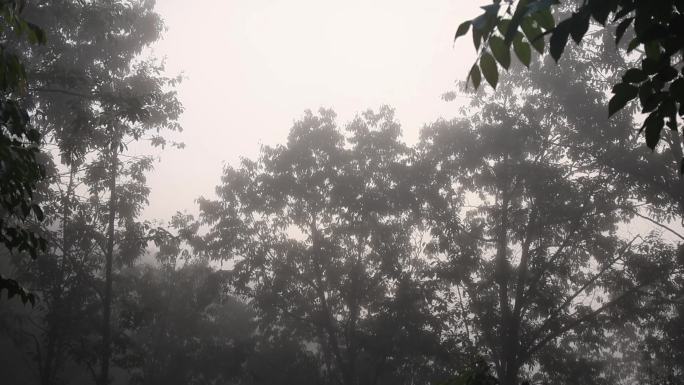 浓雾树林