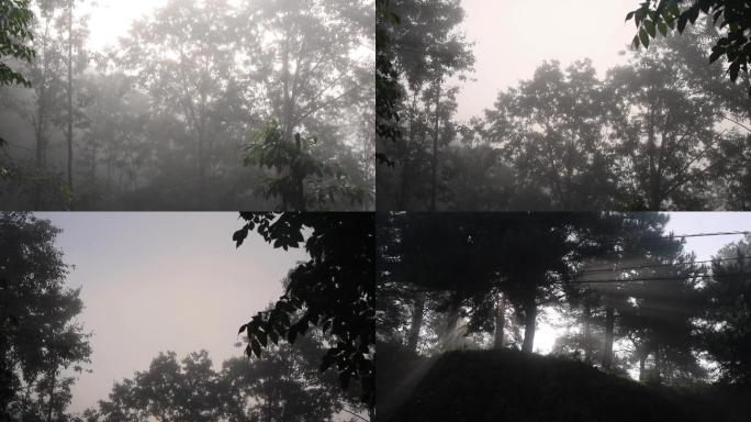 浓雾树林