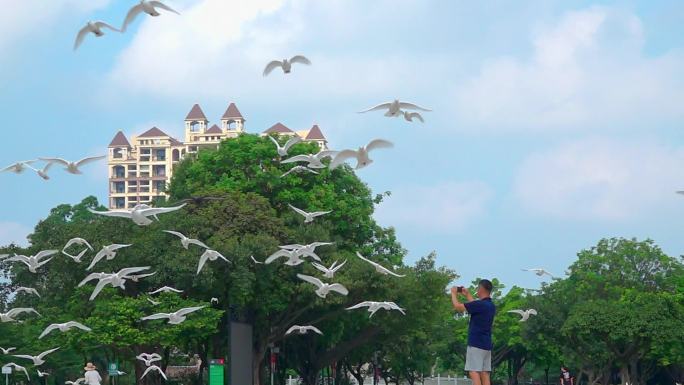 城市公园上空飞翔的鸽子