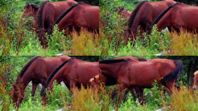 马场马匹悠闲吃草夏日风光