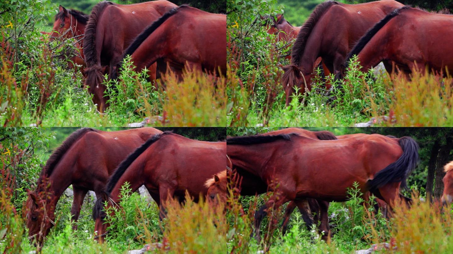 马场马匹悠闲吃草夏日风光