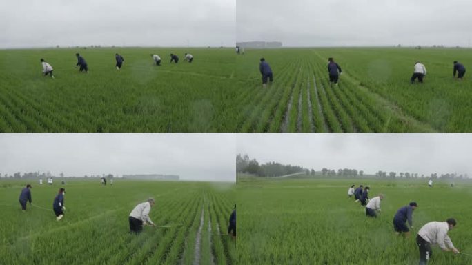 农民在稻田里干农活 实拍 航拍