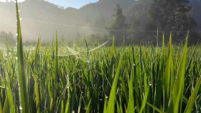 夏天清晨的稻田（4K）