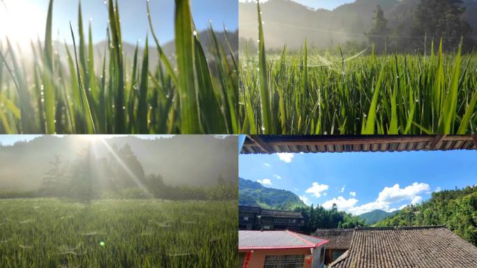 夏天清晨的稻田（4K）