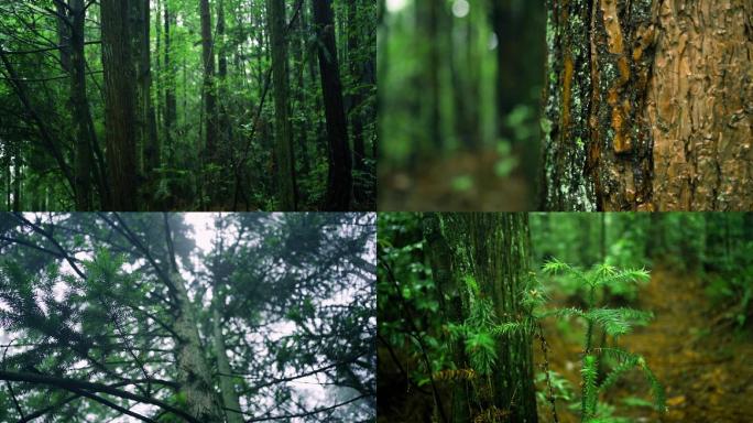 森林静寂自然天然氧吧雨后潮湿空气