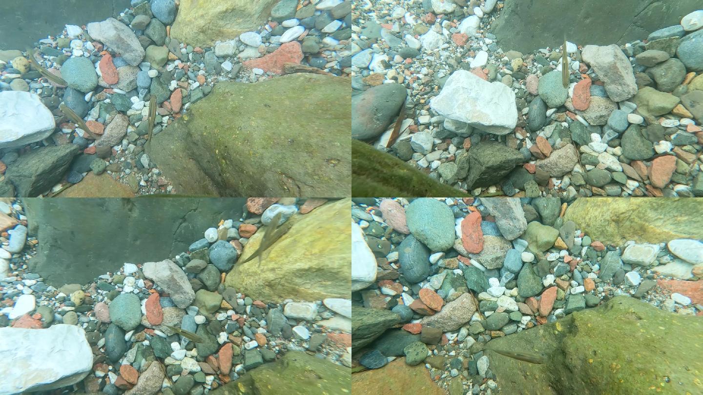 河流溪流石头小鱼游游泳生态自然