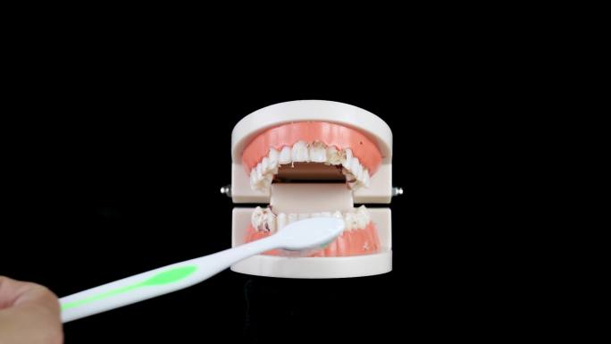 牙齿 牙医 护牙护理 牙齿结构 口腔健康