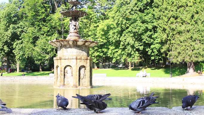 城市公园喷泉上的鸽子