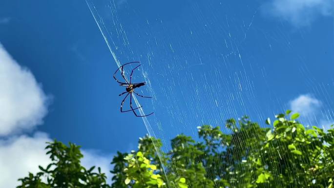 逆光下的蜘蛛网，大蜘蛛，蓝天白云，绝了！