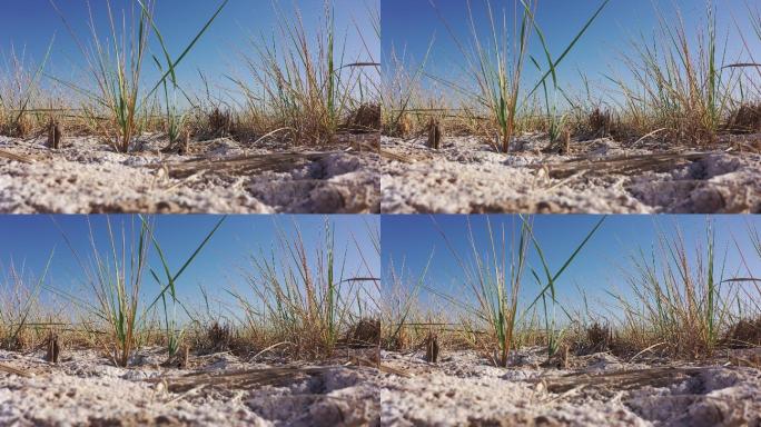 盐碱滩地野草