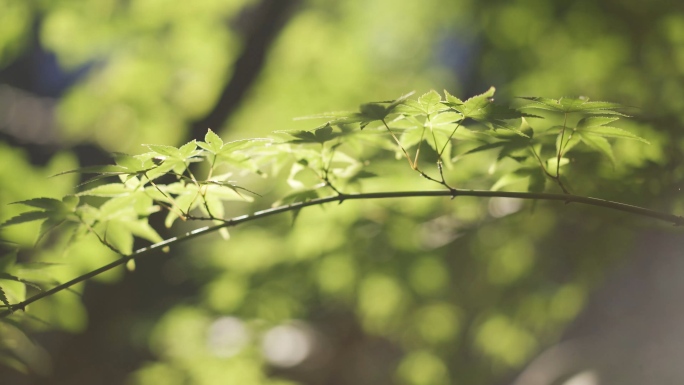 树荫 花草 写意 4K  唯美 阳光