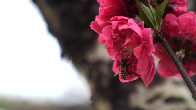 桃花，蜜蜂采蜜