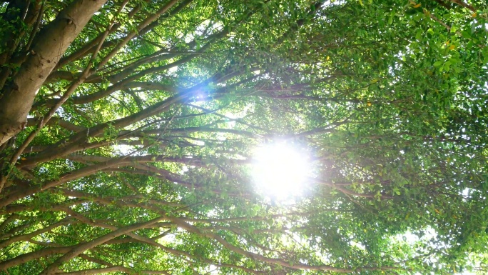 阳光穿过百年榕树