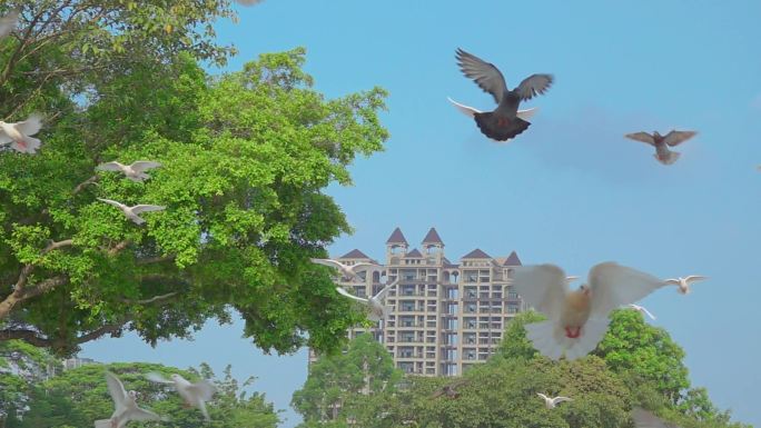 鸽子在城市上空飞翔