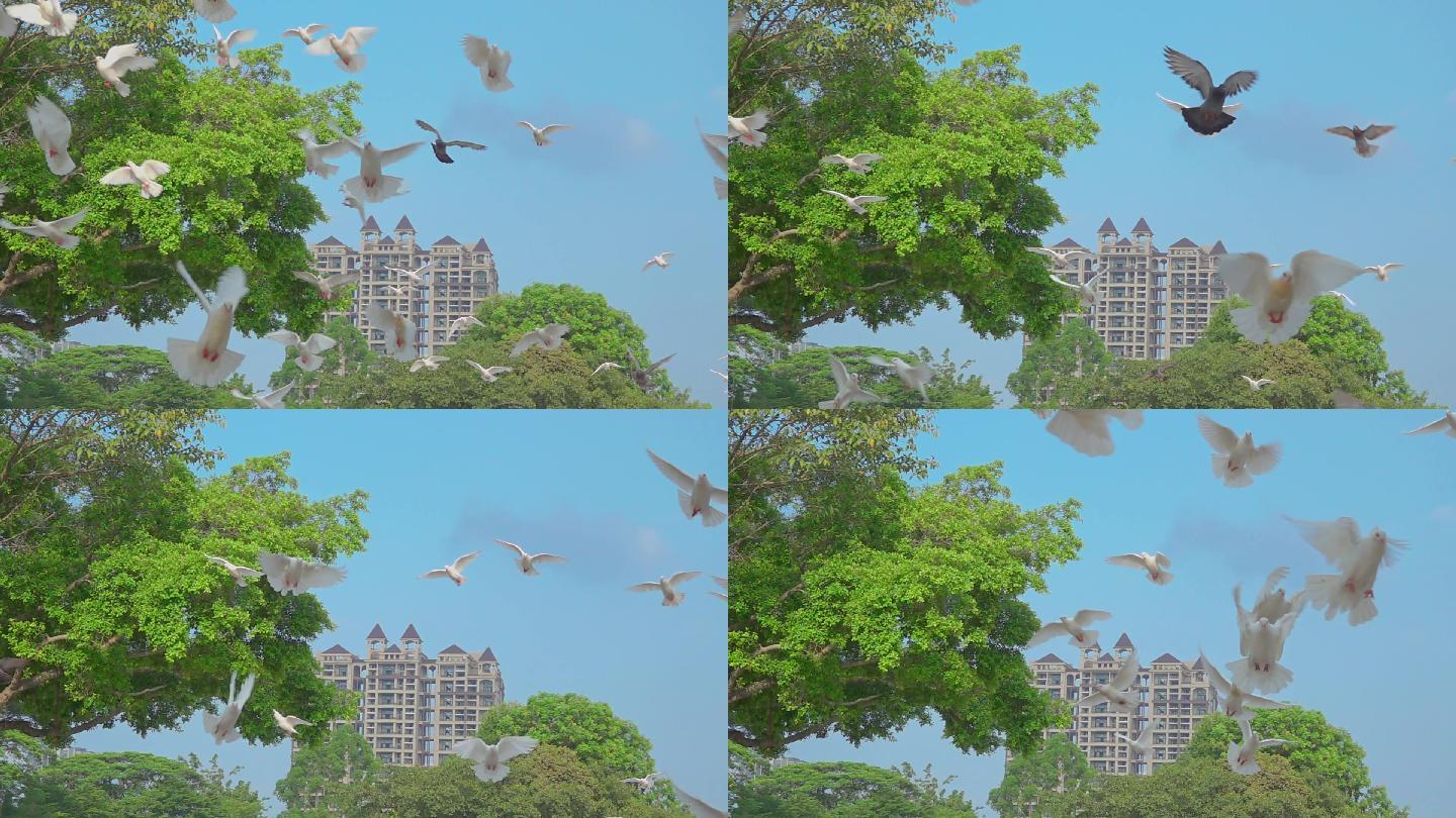 鸽子在城市上空飞翔