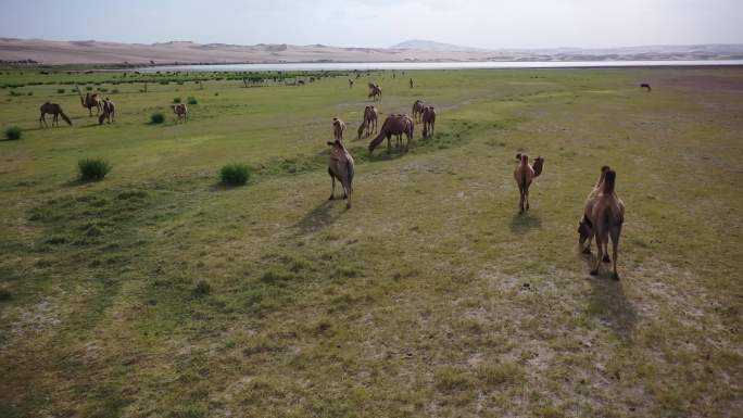 天边的骆驼 草地 沙漠 天然草原 畜牧业