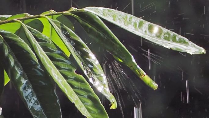 雨滴树叶雨滴树叶伤感雨天雨丝情愁素材