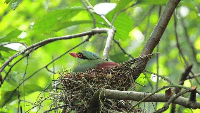 颜羽集于一身的印支绿鹊专注林中巢穴孵化