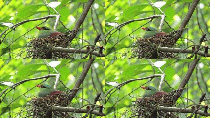 颜羽集于一身的印支绿鹊专注林中巢穴孵化