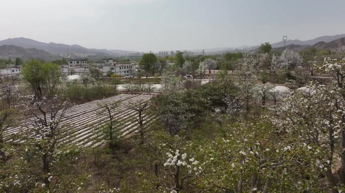 梨花 梨花树 梨花园 游人 风景 青海