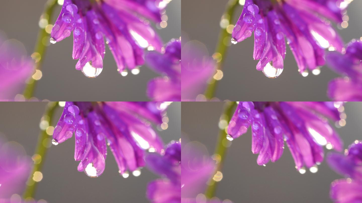 紫色花瓣上的水滴