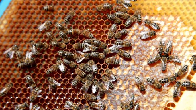 蜂房里有蜂蜜的梳子上的蜜蜂