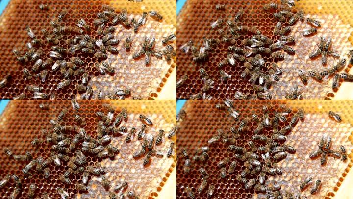 蜂房里有蜂蜜的梳子上的蜜蜂