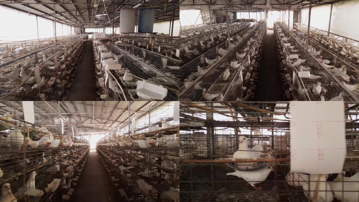 养鸡场4K，养殖场，厂房