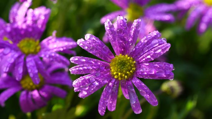 紫色小雏菊上的水滴