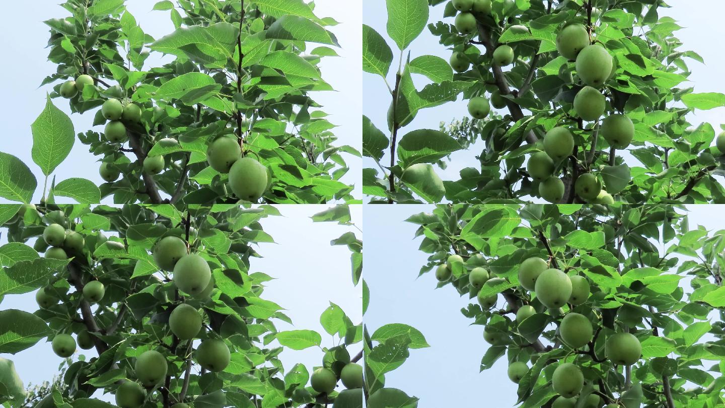 夏天梨树未成熟的果实
