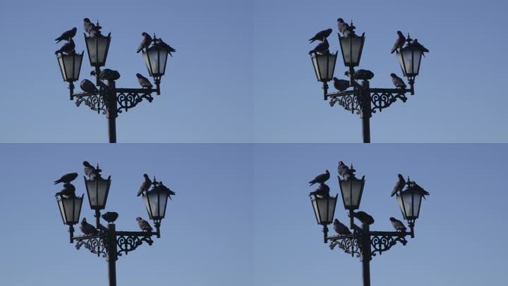 路灯上的鸽子对着蓝天