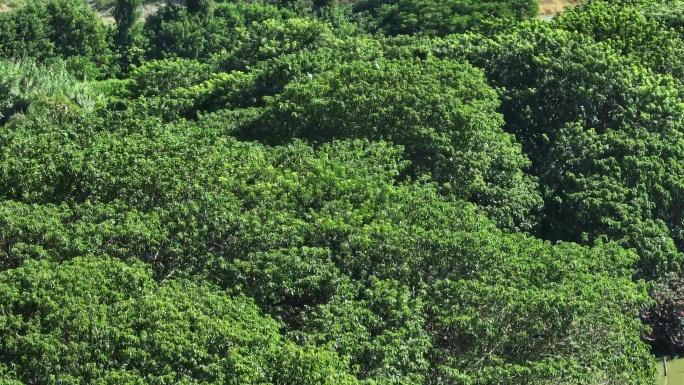 4k佛山南海丹灶翰林湖公园绿色生态白鹭