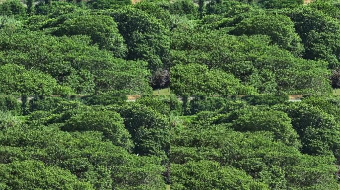 4k佛山南海丹灶翰林湖公园绿色生态白鹭