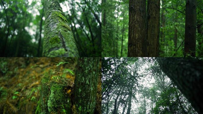 森林氧吧生态自然雨后湿润树叶树枝