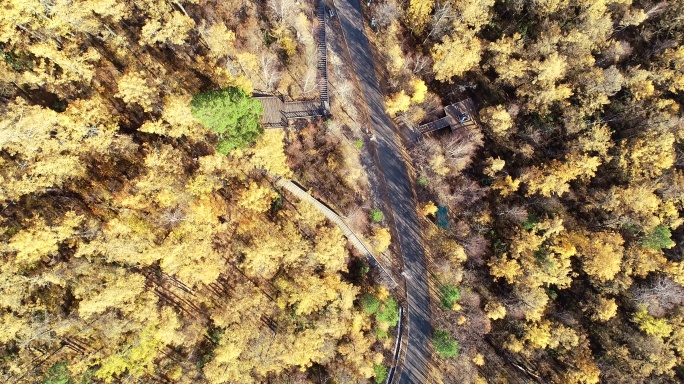 航拍穿越在金秋林海的公路