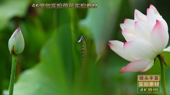 7分钟荷花实拍视频 荷塘 莲花