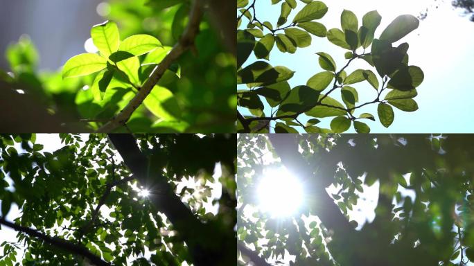 夏日逆光 唯美树叶 植物阳光