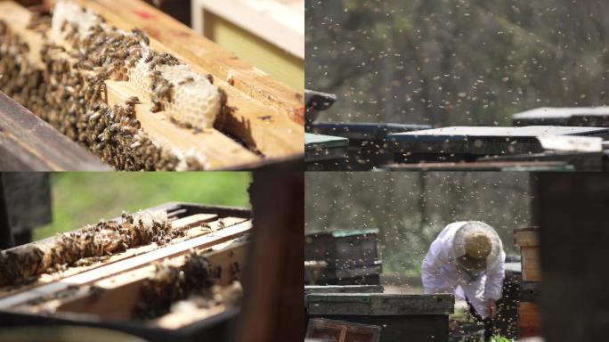 实拍养蜂人