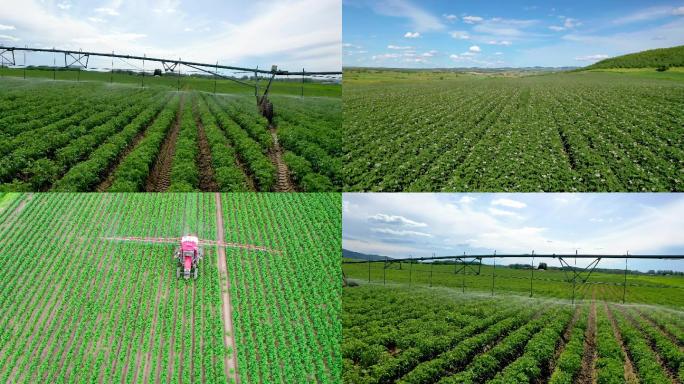 农业田间管理 土豆种植饲草基地喷施营养液