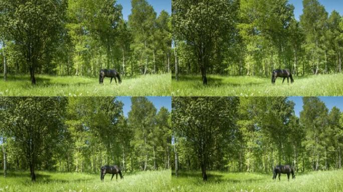 草地上的黑马