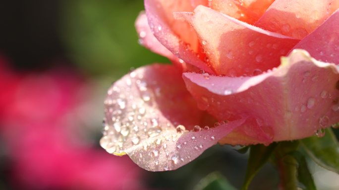 补水保湿 花朵 水滴 花瓣上的水珠