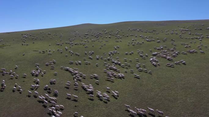 高原  羊群 绿色天然草原 畜牧业 游牧