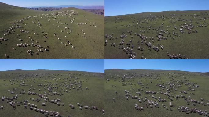 高原  羊群 绿色天然草原 畜牧业 游牧