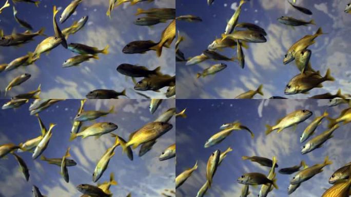 一群在水面附近游动的黄鱼的低角度