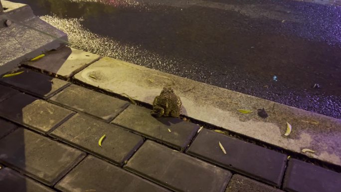 雨后路边的癞蛤蟆