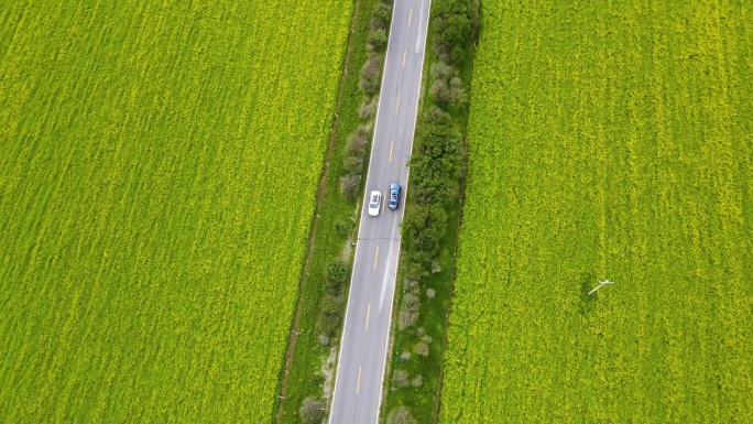 门源油菜花11-汽车在油菜花间公路行驶