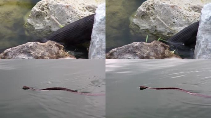 一箭双雕。一条长长的黑蛇进入水中，在水面上游动