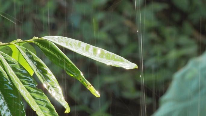 雨滴树叶伤感雨天雨丝情愁素材