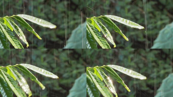 雨滴树叶伤感雨天雨丝情愁素材